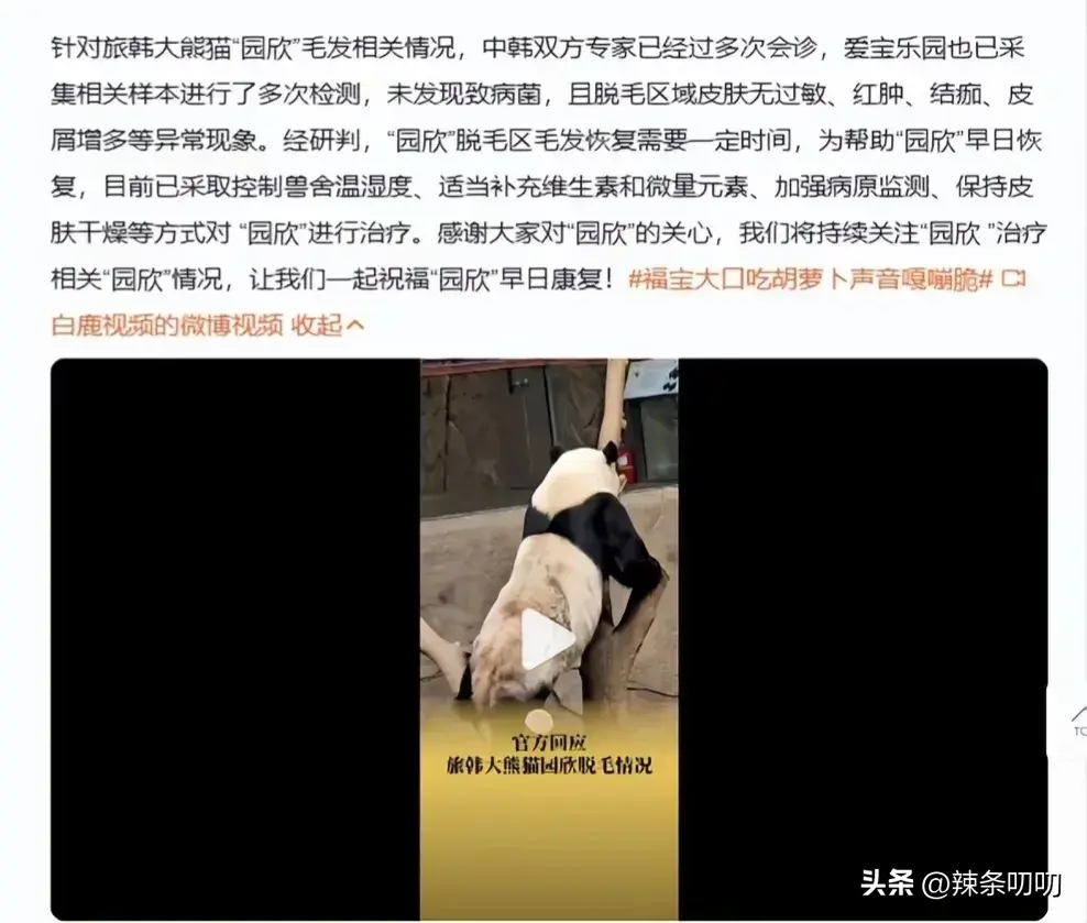 愈演愈烈！韩网友要求归还大熊猫福宝，跑到大使馆、时代广场闹事-韩国申遗大熊猫