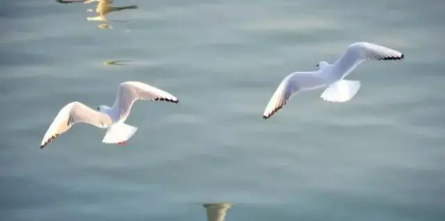 这一次，胶东经济圈动真格的了！-胶东经济圈一体化发展工作推进会议召开