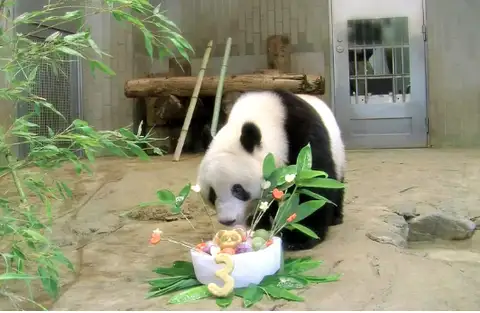 曾把华春莹逗乐的大熊猫将回国 日方为它办了场特别生日会-旅日大熊猫回国视频播放全集