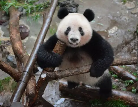 曾把华春莹逗乐的大熊猫将回国 日方为它办了场特别生日会-旅日大熊猫回国视频播放全集
