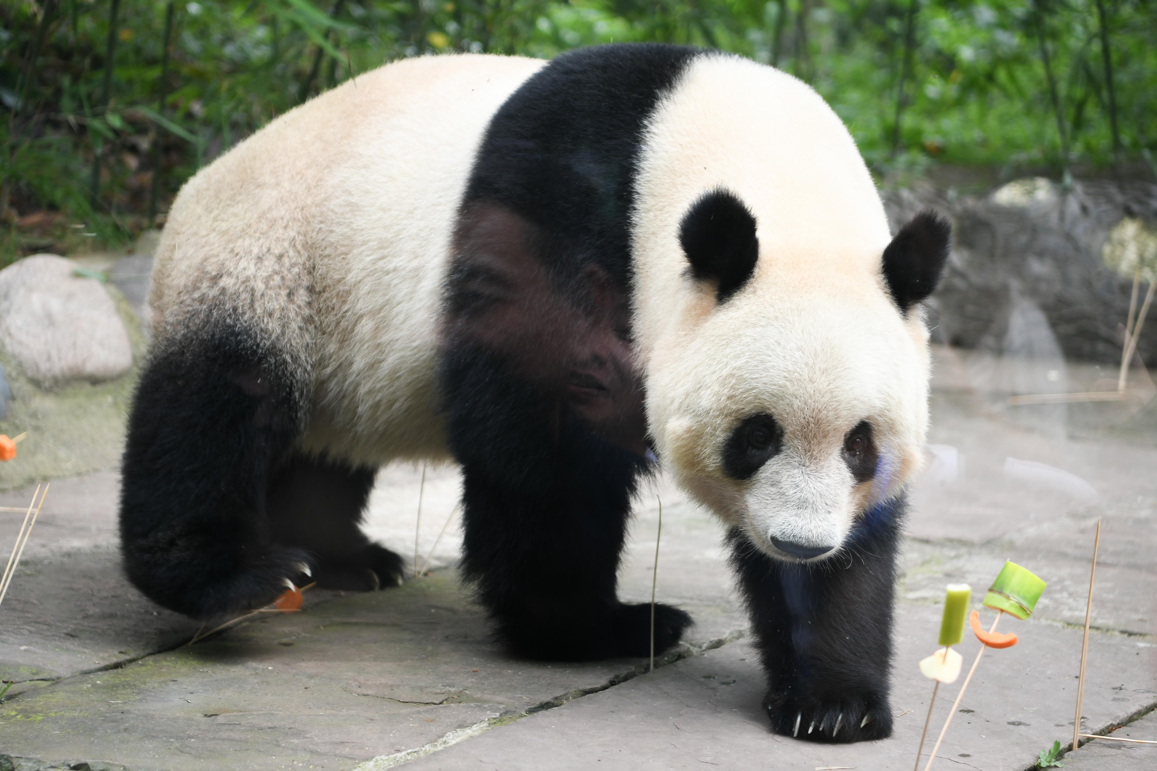 早安·世界｜归国大熊猫“香香”迎7岁生日，中外粉丝送祝福-早安世界文案