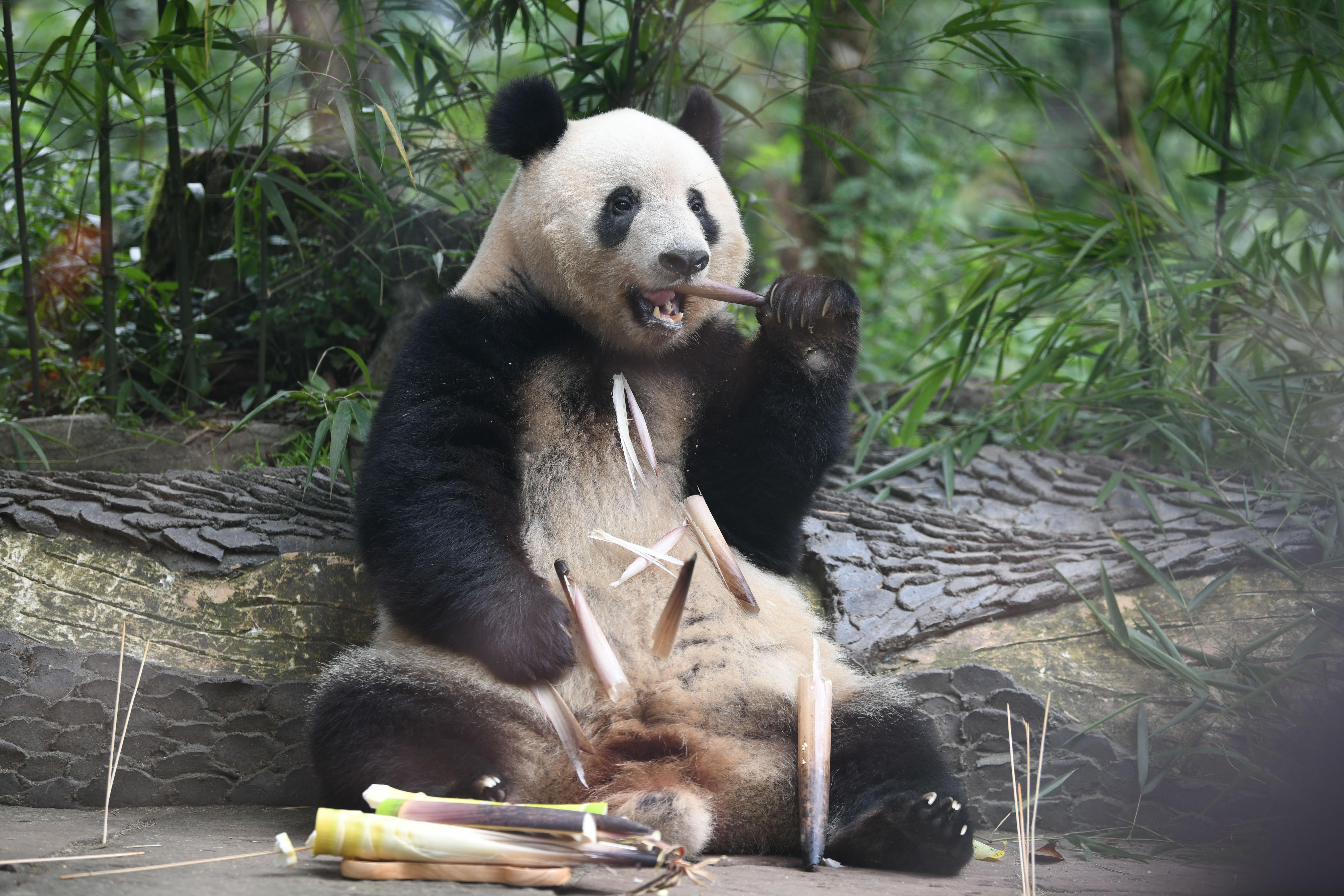 早安·世界｜归国大熊猫“香香”迎7岁生日，中外粉丝送祝福-早安世界文案