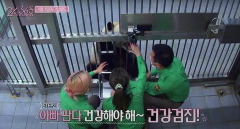 违规接触熊猫幼崽，韩国艺人方发布声明-韩国艺人看熊猫