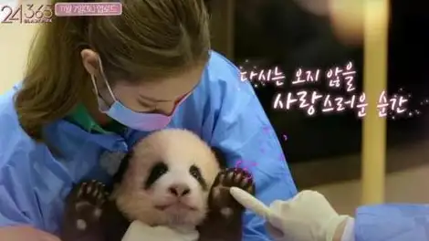 违规接触熊猫幼崽，韩国艺人方发布声明-韩国艺人看熊猫