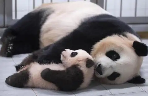 违规接触熊猫幼崽，韩国艺人方发布声明-韩国艺人看熊猫