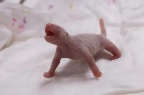 违规接触熊猫幼崽，韩国艺人方发布声明-韩国艺人看熊猫