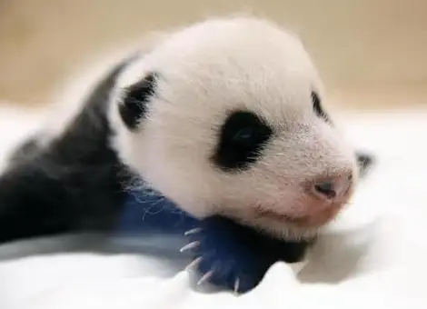 违规接触熊猫幼崽，韩国艺人方发布声明-韩国艺人看熊猫