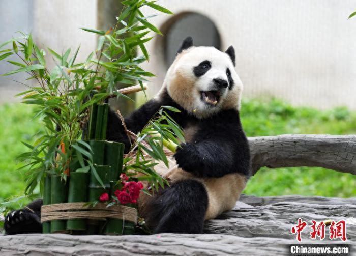 大熊猫“福宝”在四川与公众见面，10天内听懂“乡音”-大熊猫福福超话