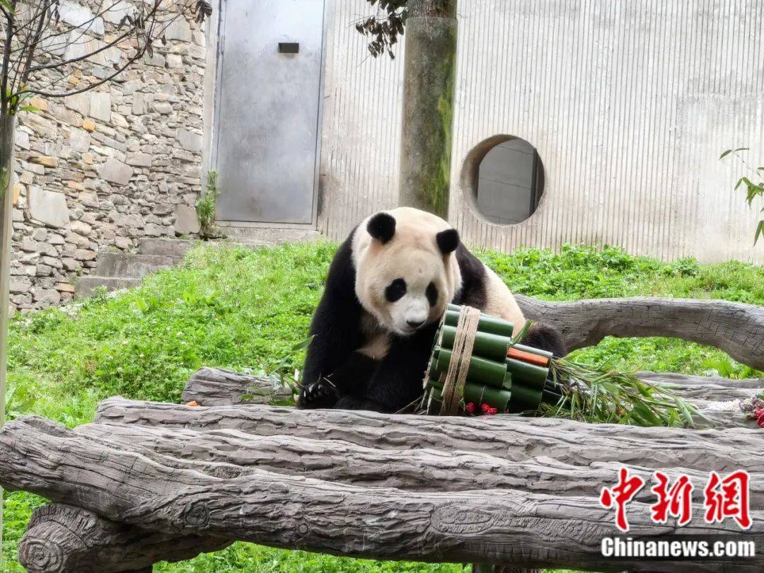 “福宝”正式与公众见面！-作家福宝简介