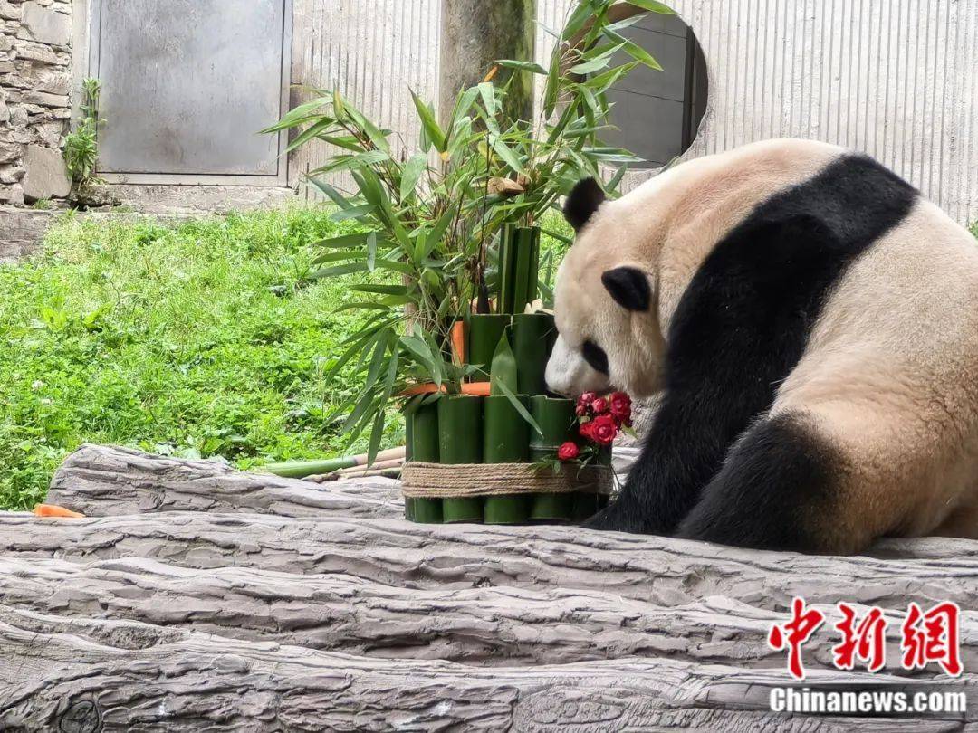 “福宝”正式与公众见面！-作家福宝简介