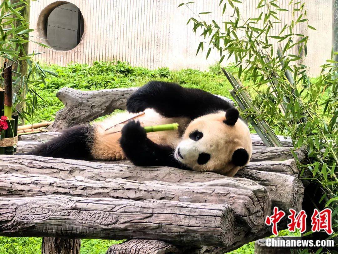 “福宝”正式与公众见面！-作家福宝简介