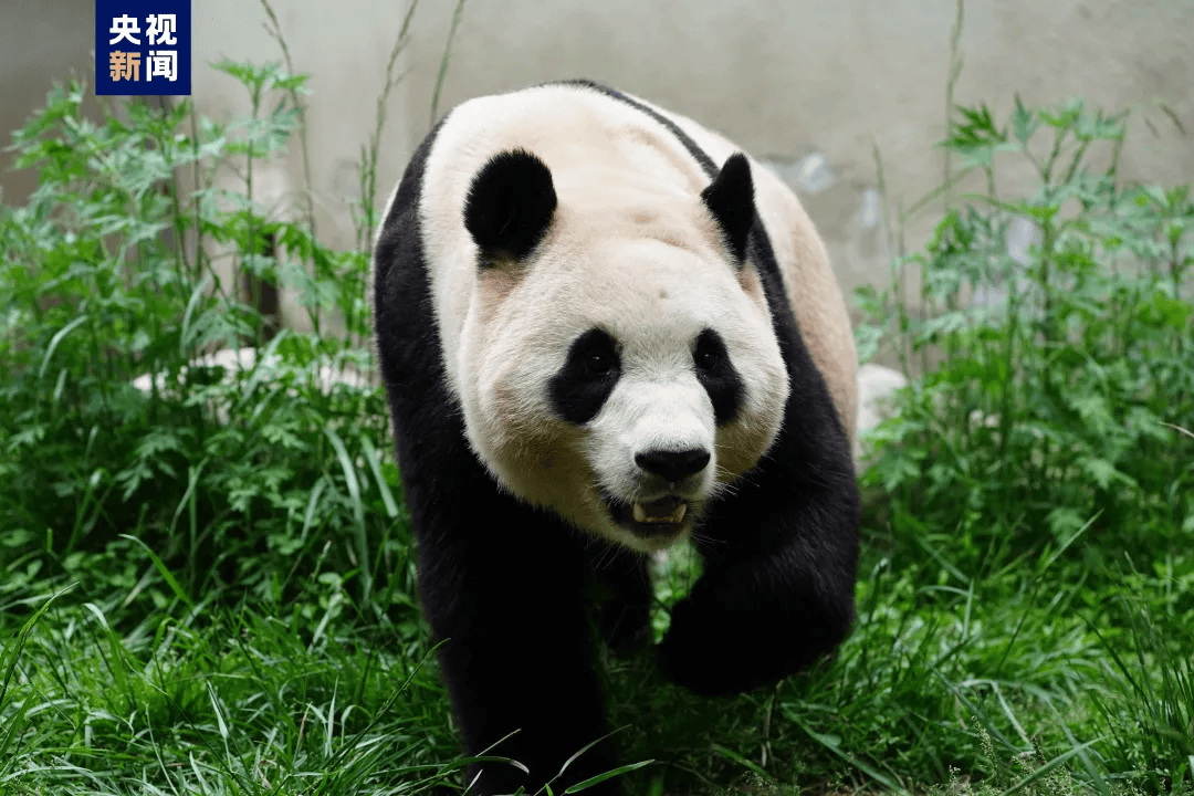 今天，“福宝”正式与公众见面！-福宝作者怎么了