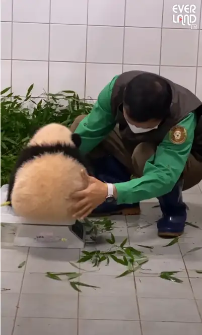 这个小家伙靠一段视频火出亚洲！-这小家伙指的是什么