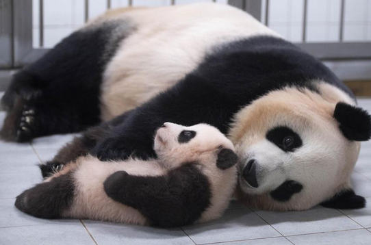 这个小家伙靠一段视频火出亚洲！-这小家伙指的是什么