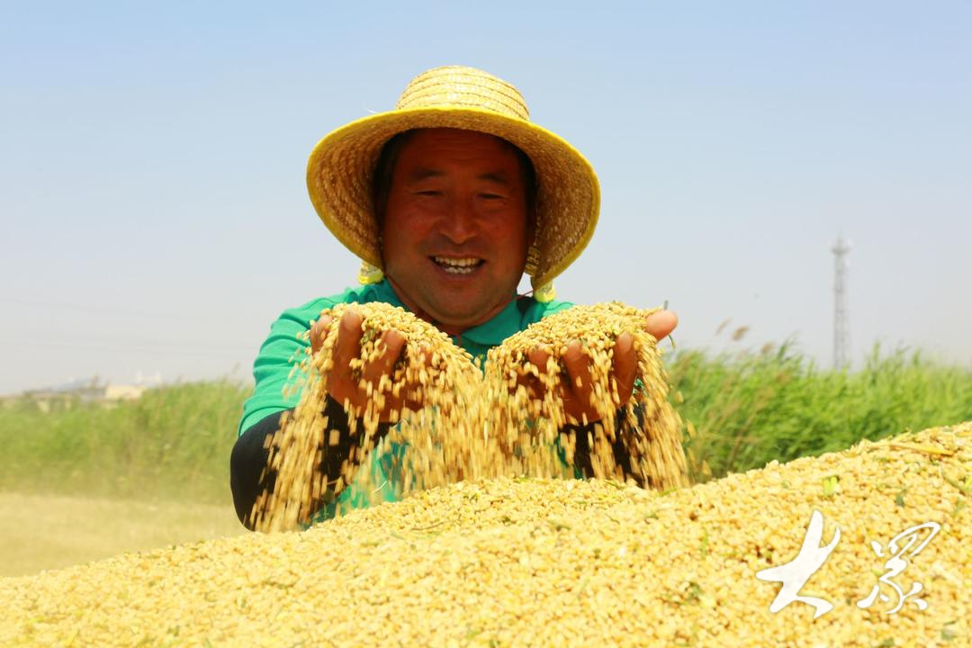 齐鲁粮仓|山东省小麦已收3936万亩，玉米已播2502万亩-山东小麦玉米价格信息