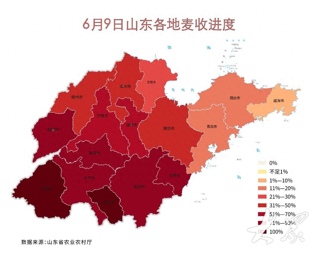 山东省小麦已收3936万亩，玉米已播2502万亩-山东小麦播种量
