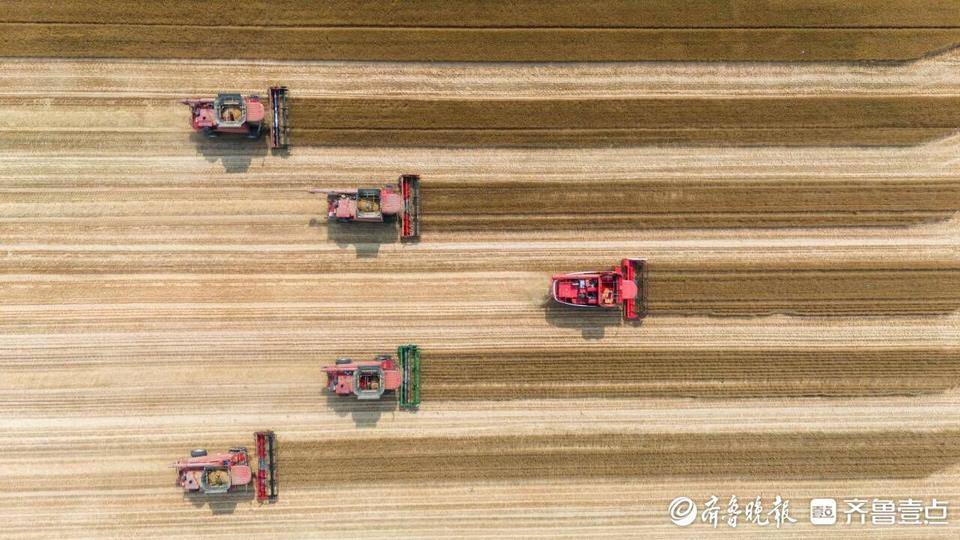 青岛全市已收小麦109.79万亩，麦收进度超过三成-青岛地区麦收时间是几点