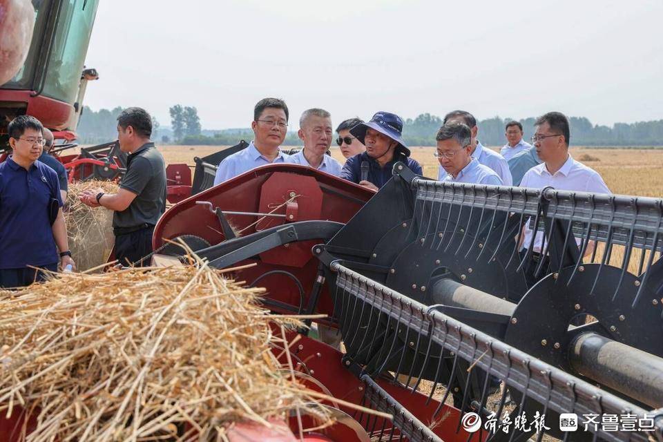 青岛全市已收小麦109.79万亩，麦收进度超过三成-青岛地区麦收时间是几点