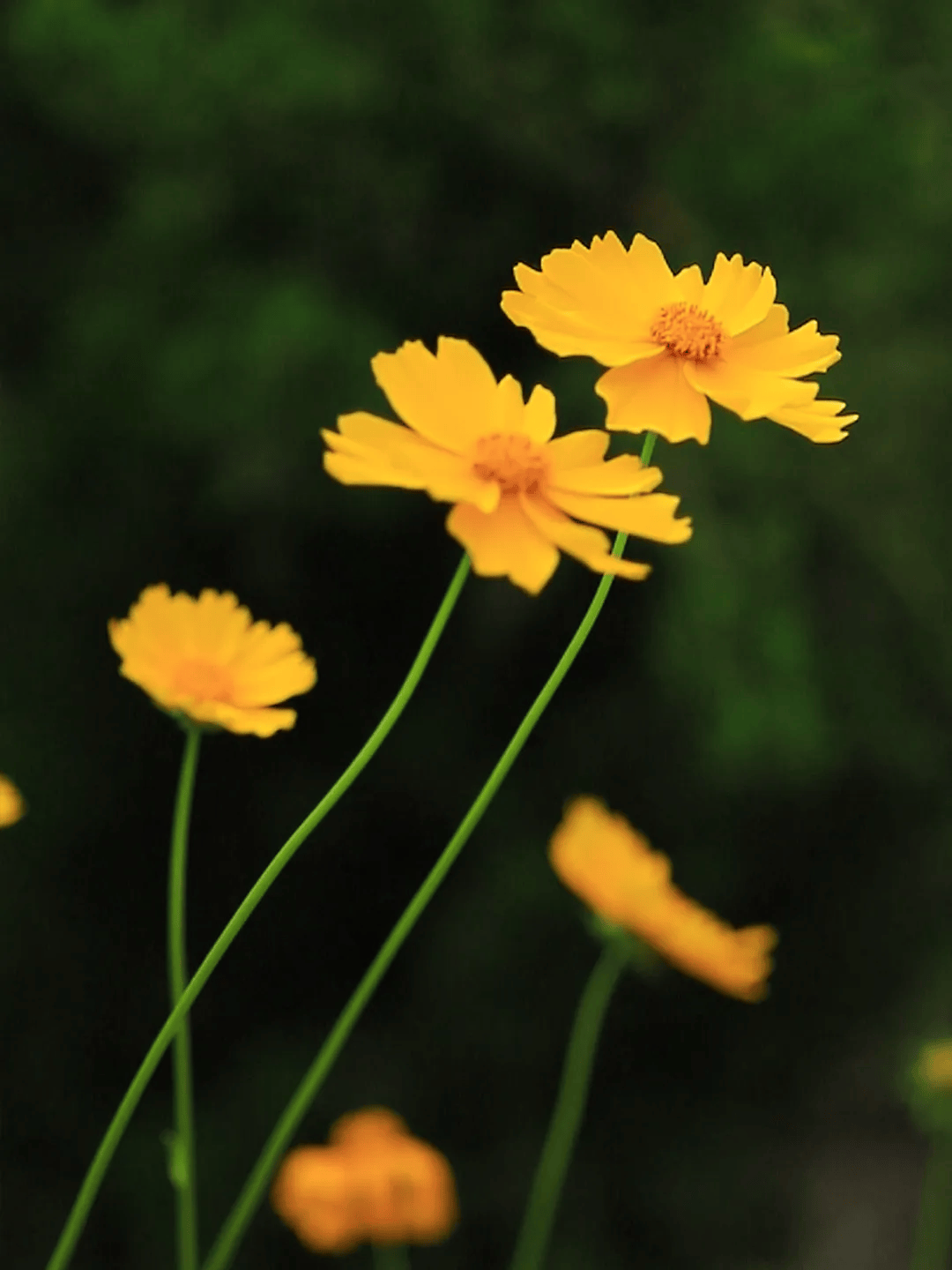 初夏的仪式感-初夏的感悟
