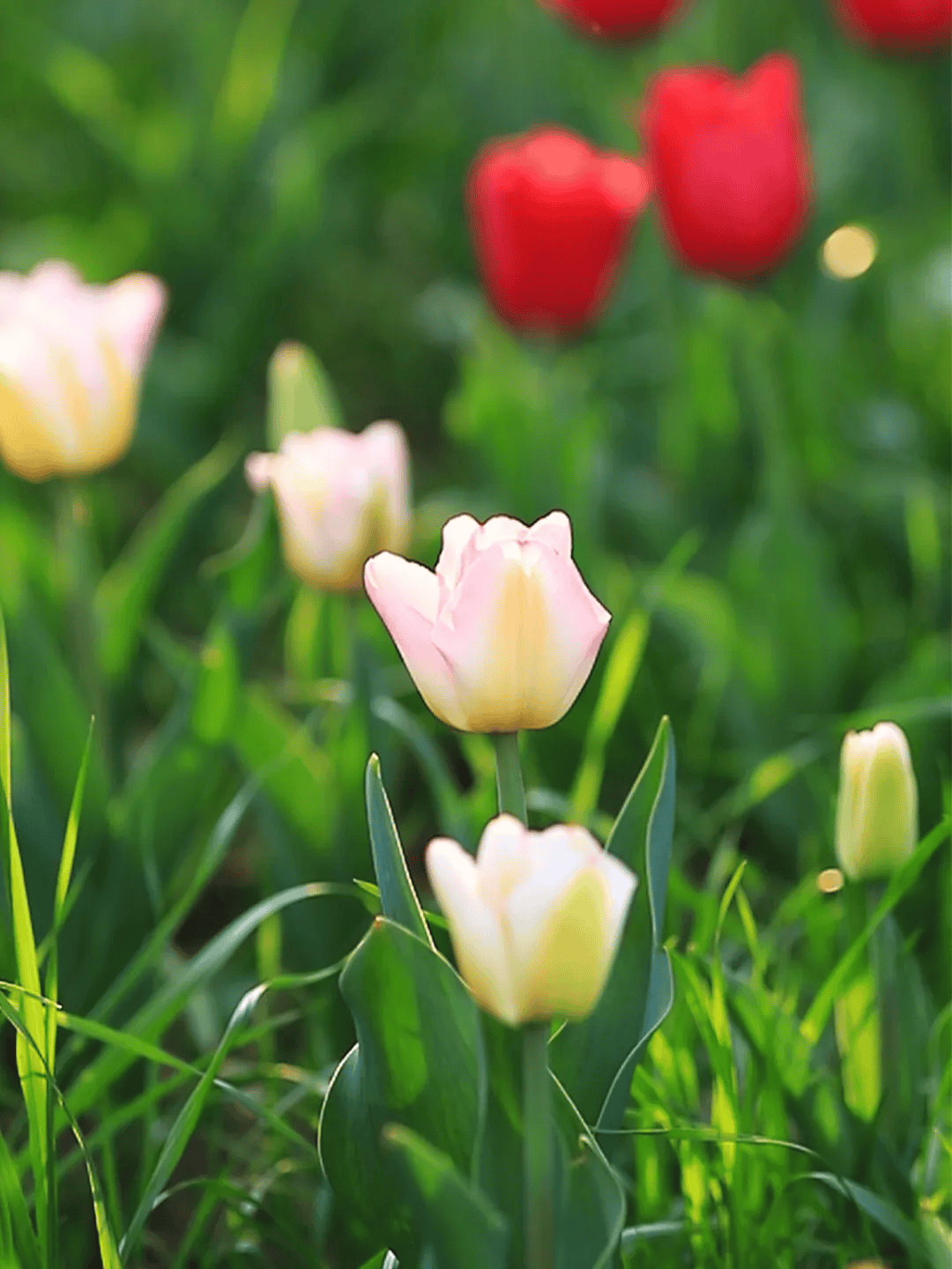 初夏的仪式感-初夏的感悟