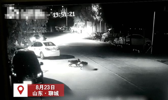 山东一幼童遭两只恶犬扑咬，狗主人已被采取措施，警方：无生命危险-小孩遭2只狗撕咬 父亲:伤口深见动脉