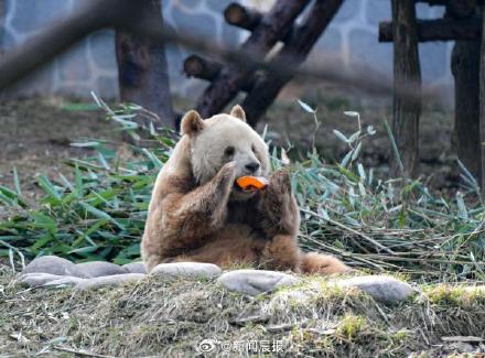 秦岭大熊猫研究中心：大熊猫七仔被阻止出国传闻不实-秦岭大熊猫研究中心迎来新宝宝
