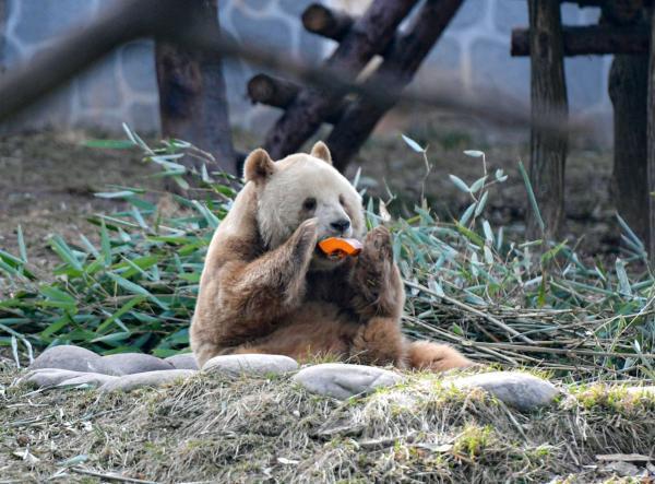 秦岭大熊猫研究中心：“陕西人民阻止‘七仔’出国”传闻不实-陕西秦岭大熊猫繁育基地官网