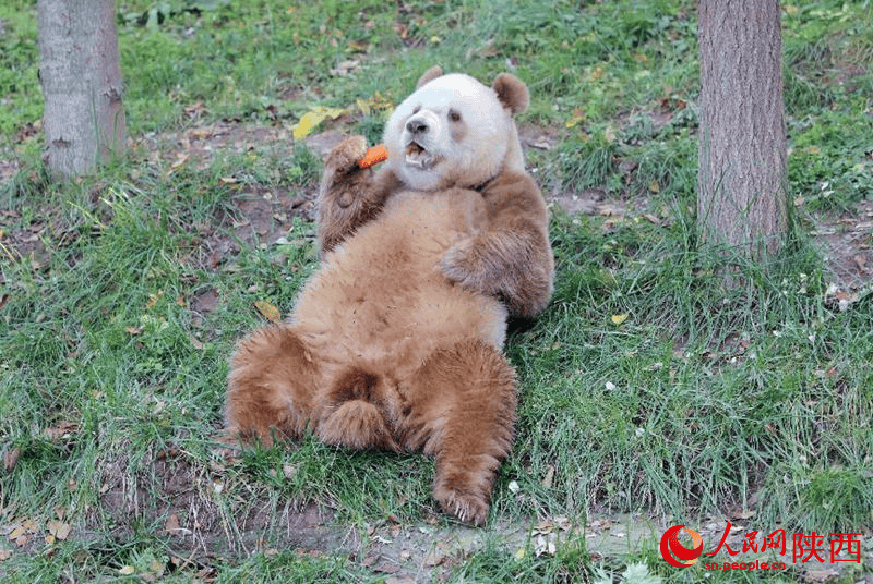 陕西人民阻止大熊猫“七仔”出国？官方回应：不实-大熊猫为什么只在四川陕西甘肃