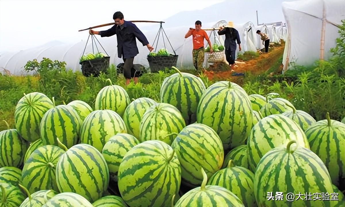 老外吃不起，中国人炫不完！谁让14亿中国人实现了西瓜自由？-外国人在中国吃西瓜