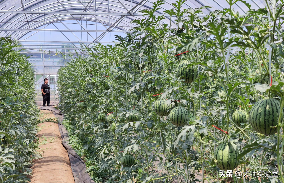 老外吃不起，中国人炫不完！谁让14亿中国人实现了西瓜自由？-外国人在中国吃西瓜