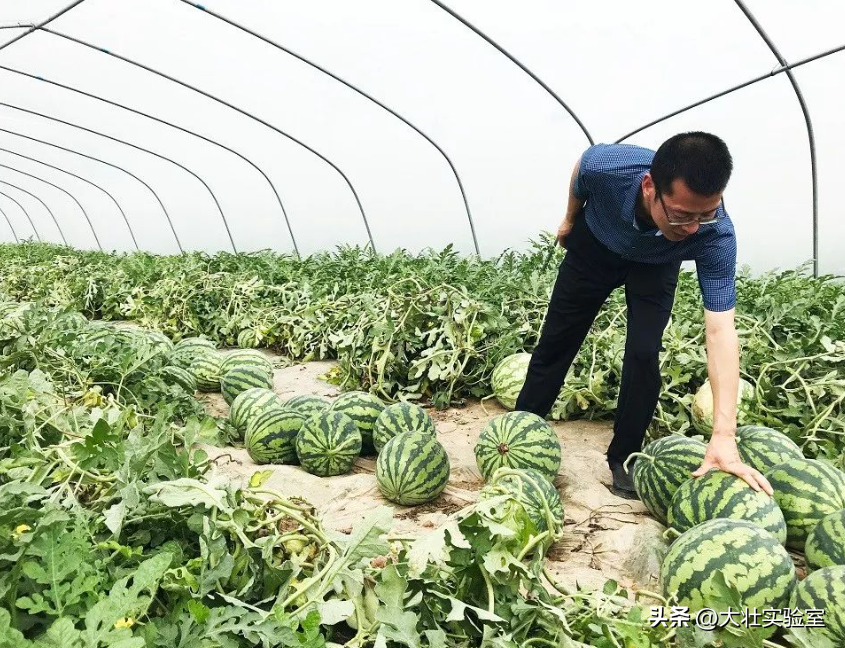 老外吃不起，中国人炫不完！谁让14亿中国人实现了西瓜自由？-外国人在中国吃西瓜