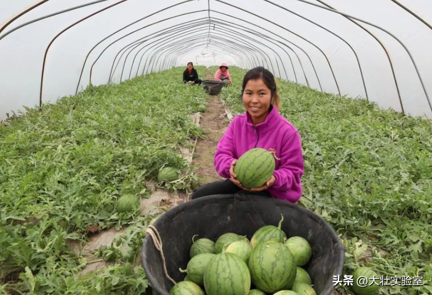 老外吃不起，中国人炫不完！谁让14亿中国人实现了西瓜自由？-外国人在中国吃西瓜