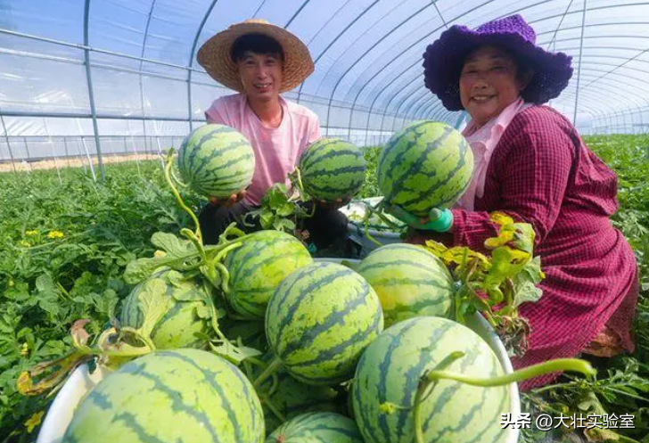 老外吃不起，中国人炫不完！谁让14亿中国人实现了西瓜自由？-外国人在中国吃西瓜
