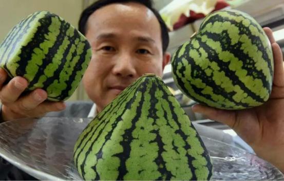 日本、韩国一个西瓜卖两三百，不从中国大量进口因为“高要求”-日本西瓜大概多少钱
