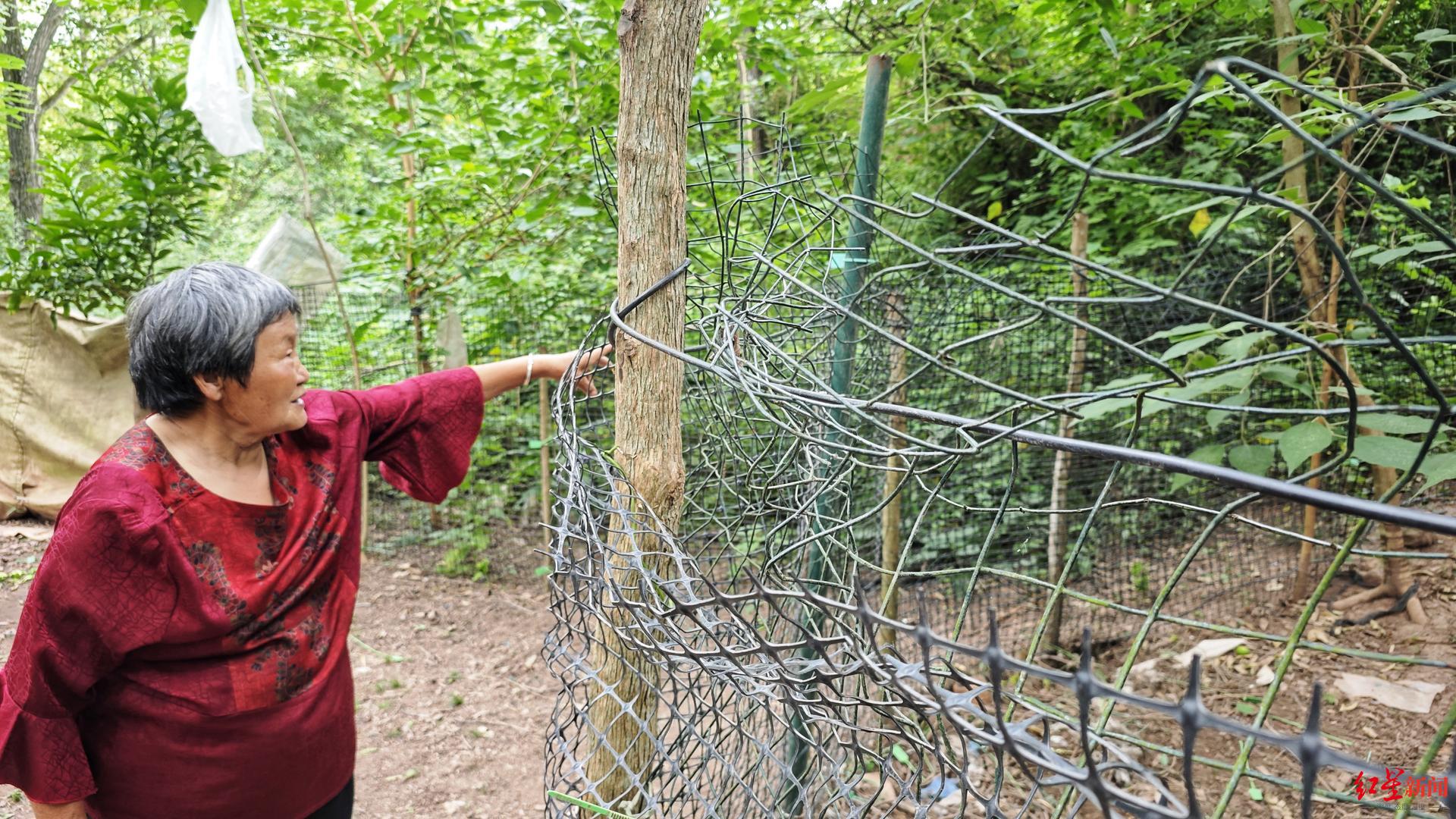 探访金堂舒家湾黑熊出没地：偷食留下一地鸡毛，当地发布提醒-金堂县舒家湾介绍