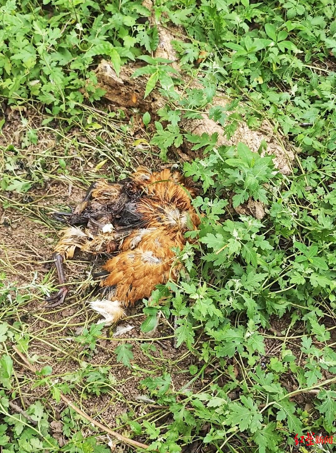 探访金堂舒家湾黑熊出没地：偷食留下一地鸡毛，当地发布提醒-金堂县舒家湾介绍