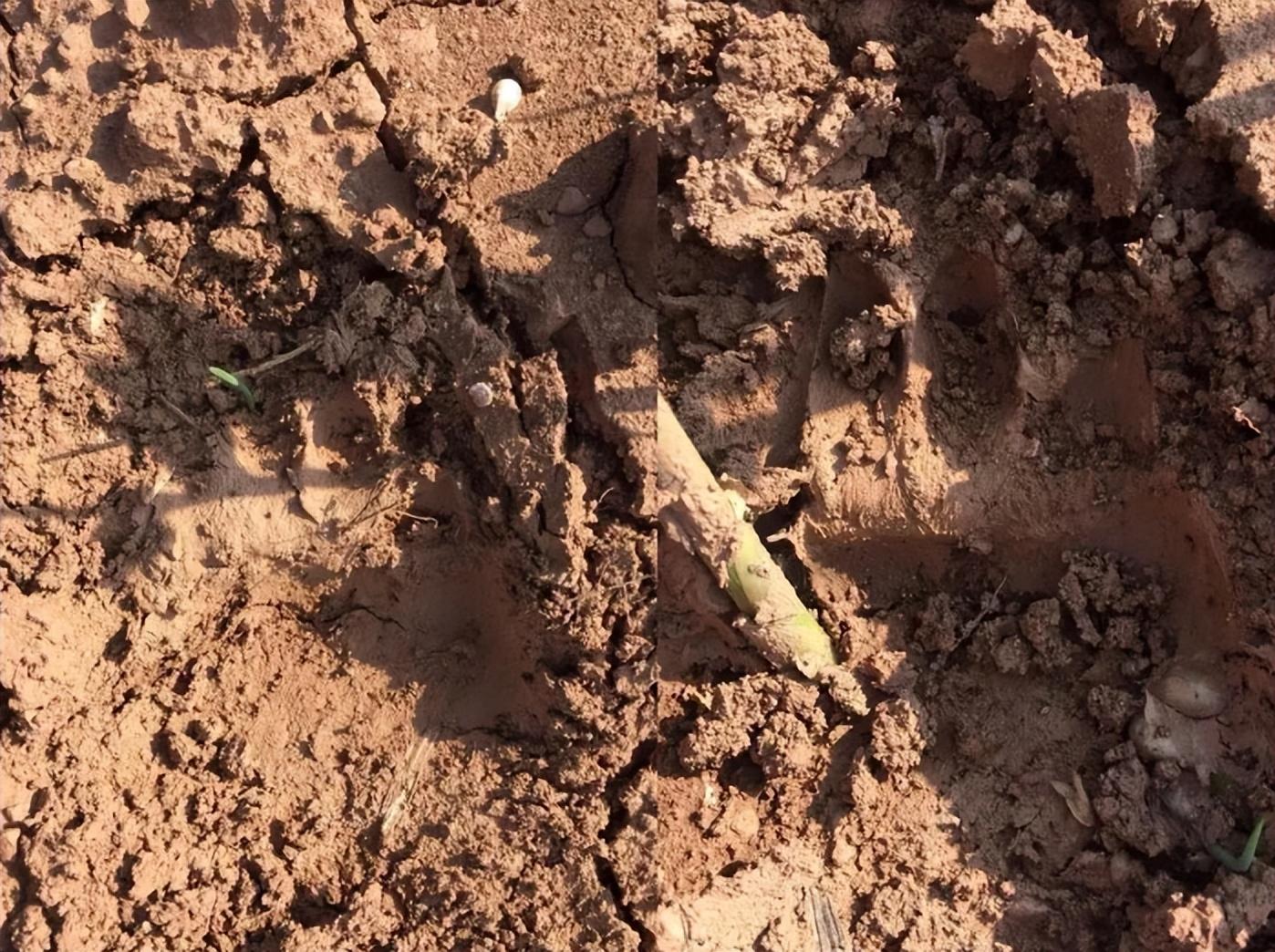成都金堂居然真的有熊出没，从小听说过，没想到是真的！-金堂有啥子好耍的