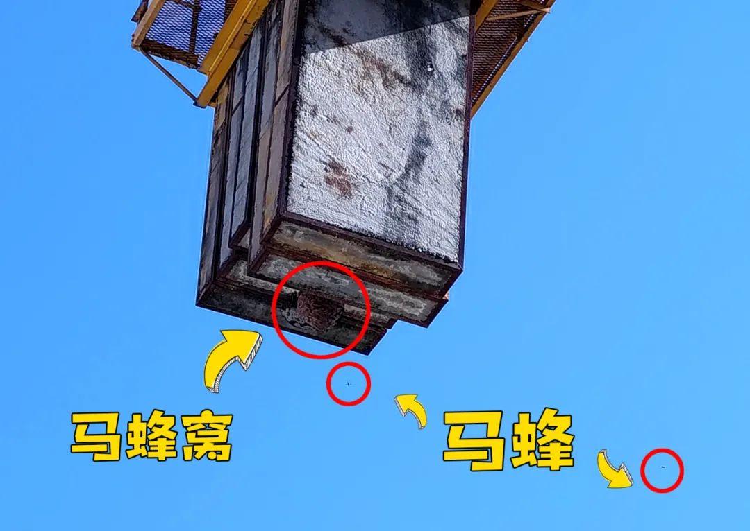 塔吊工被马蜂蜇伤失去意识，被困66米平台-塔吊上有鸟窝是好事还是坏事