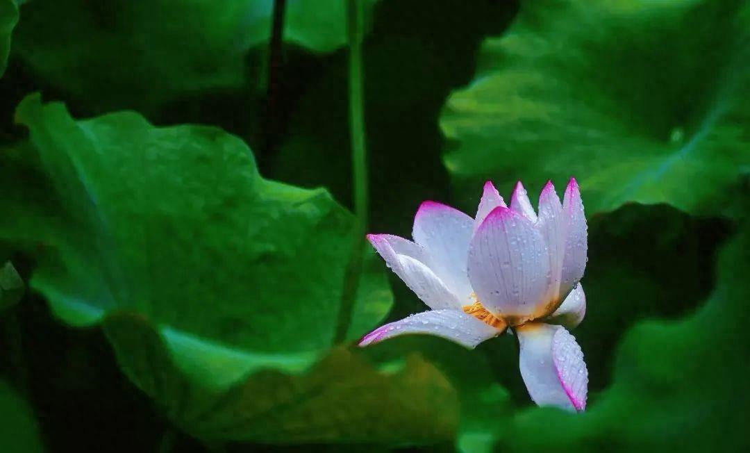 “妈，你的荷花头像换新啦！”-荷花头像高清无水印