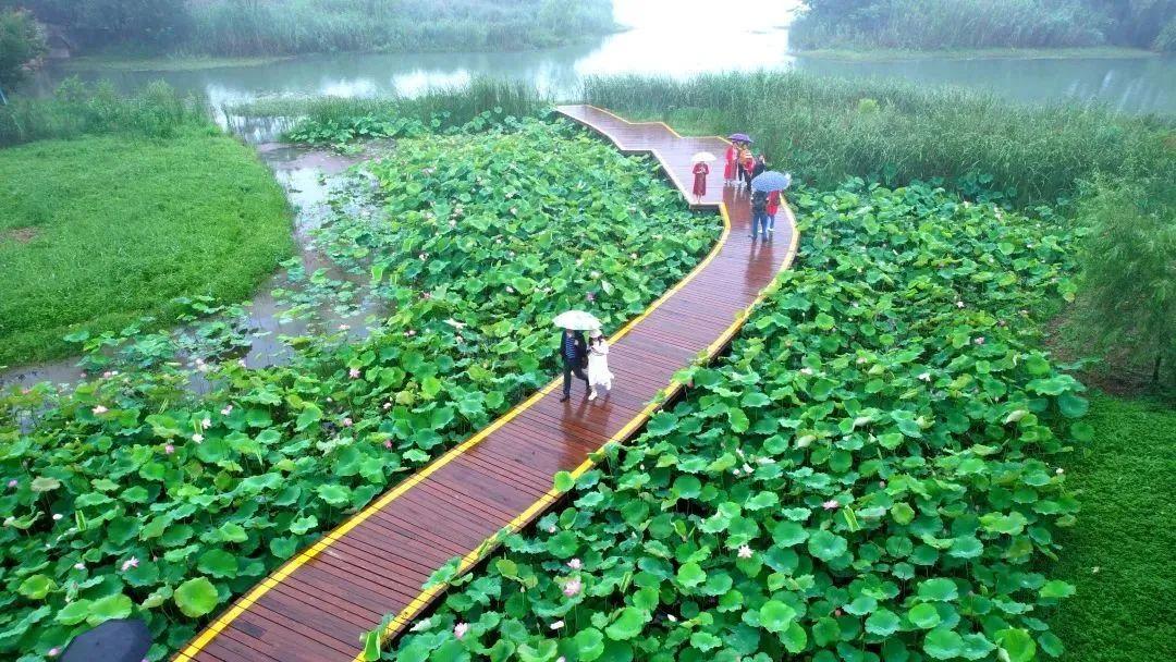 “妈，你的荷花头像换新啦！”-荷花头像高清无水印