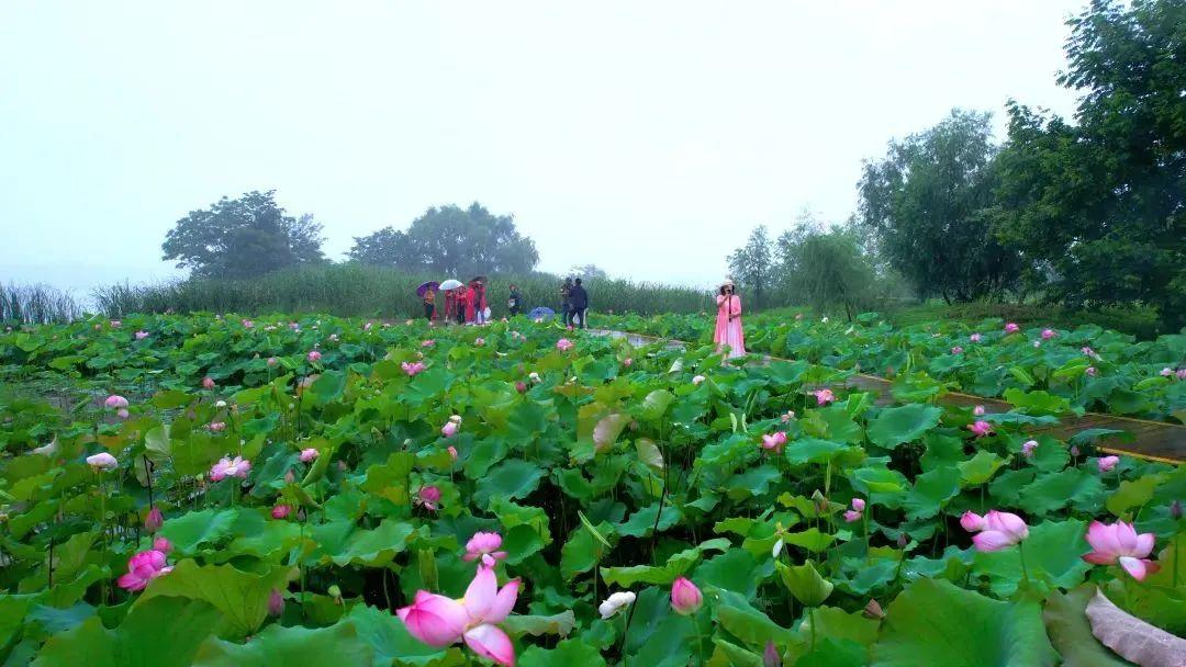 “妈，你的荷花头像换新啦！”-荷花头像高清无水印