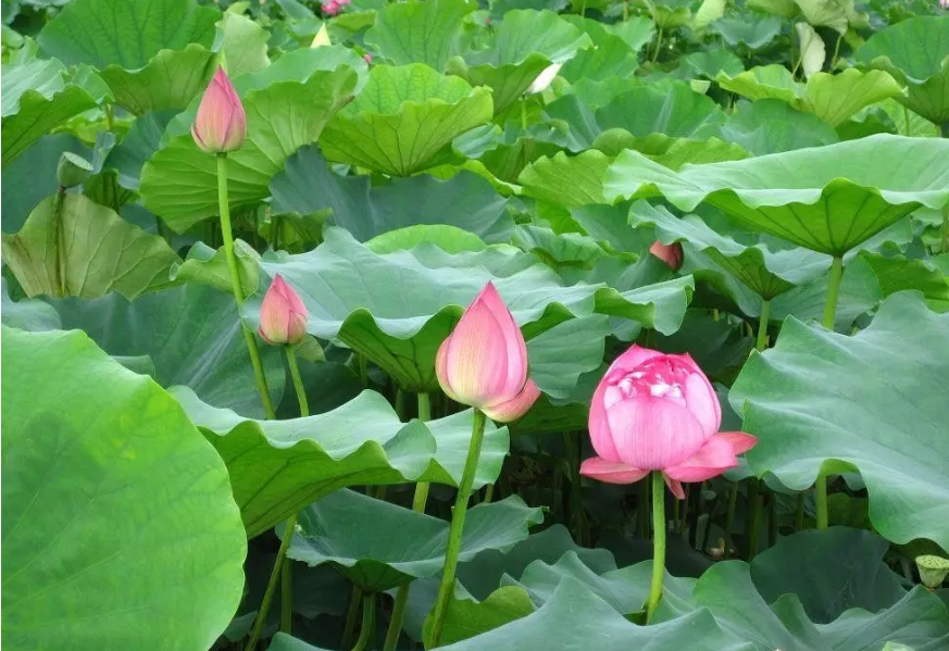 “妈，你的荷花头像换新啦！”-荷花头像高清无水印