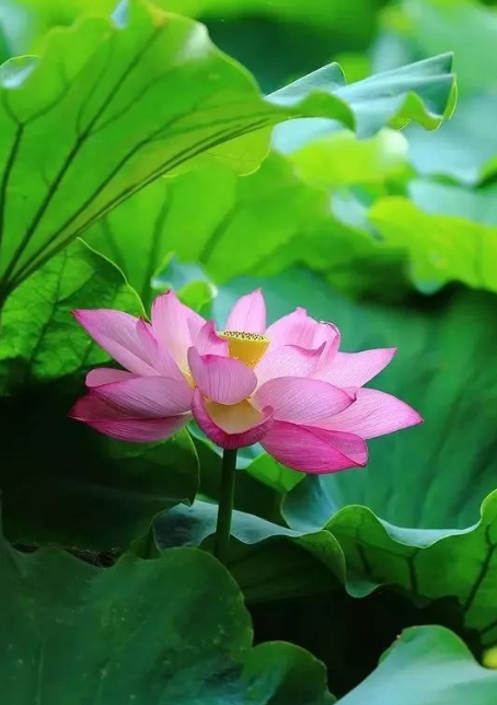 “妈，你的荷花头像换新啦！”-荷花头像高清无水印