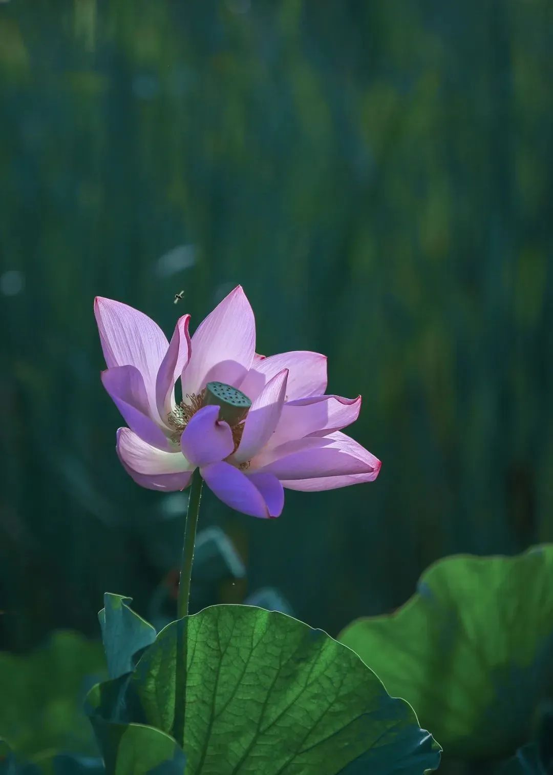 “妈，你的荷花头像换新啦！”-荷花头像高清无水印