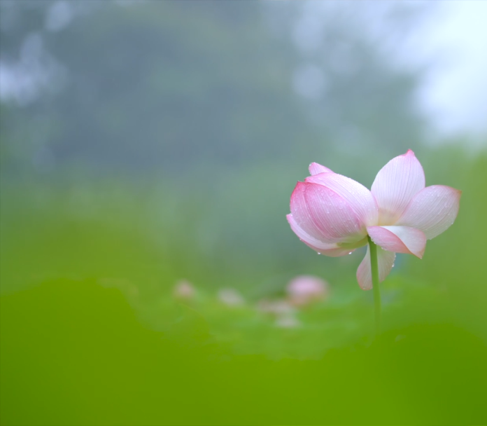 “妈，你的荷花头像换新啦！”-荷花头像高清无水印