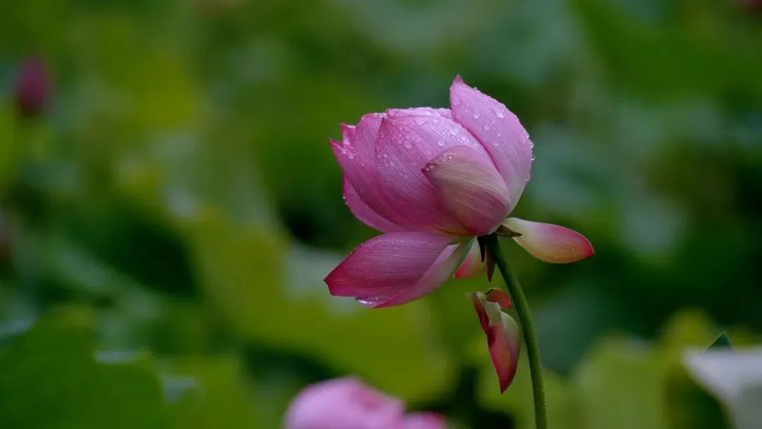 “妈，你的荷花头像换新啦！”-荷花头像高清无水印