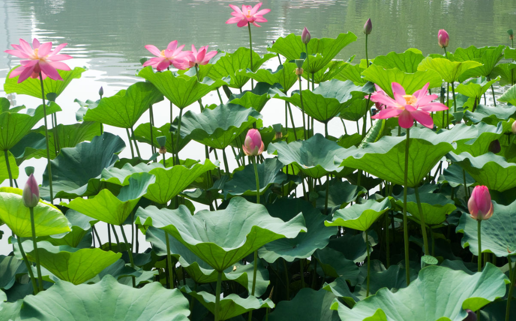 “妈，你的荷花头像换新啦！”-荷花头像高清无水印