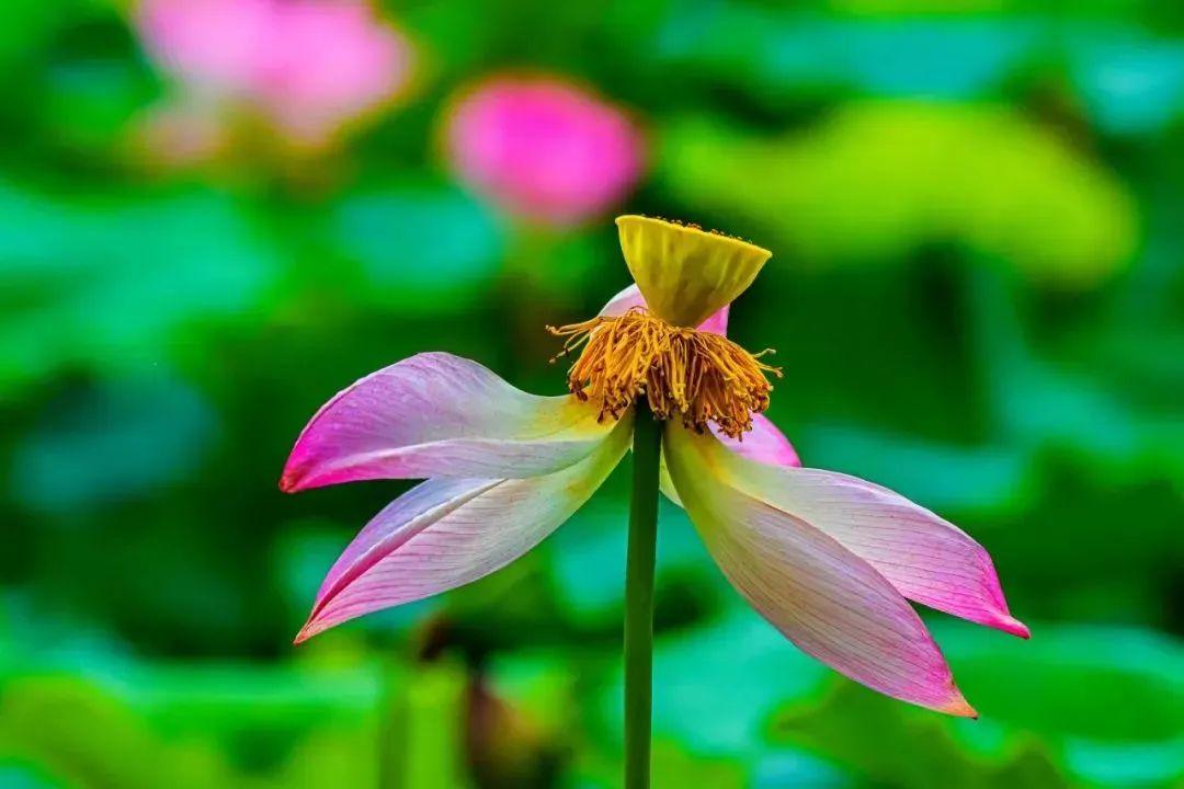 “妈，你的荷花头像换新啦！”-荷花头像高清无水印