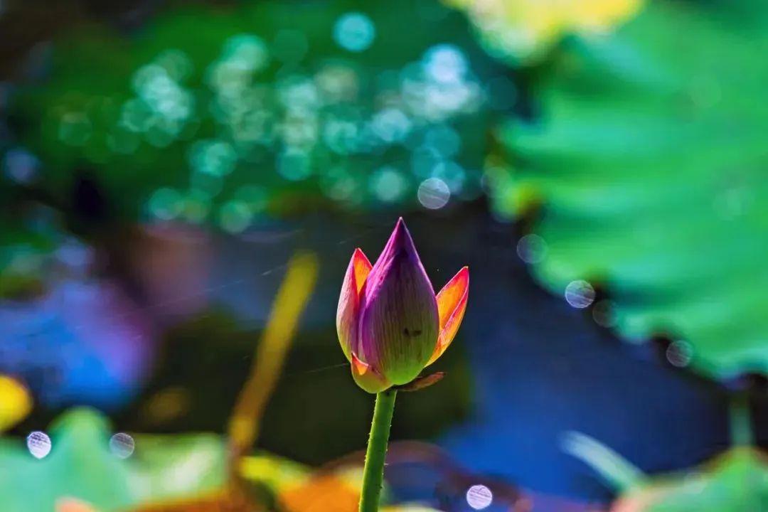 “妈，你的荷花头像换新啦！”-荷花头像高清无水印