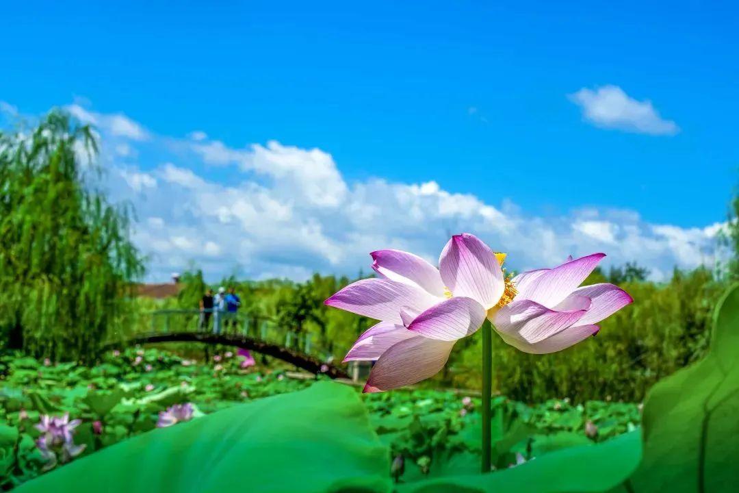 “妈，你的荷花头像换新啦！”-荷花头像高清无水印